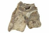 Fossil Woolly Rhino (Coelodonta) Tooth - Siberia #231044-1